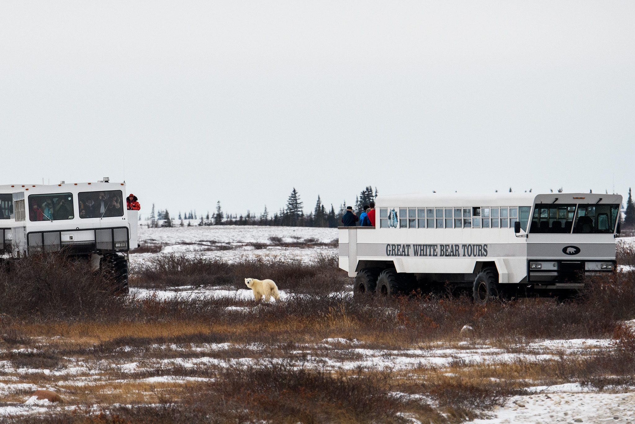 Special Polar Rovers or Tundra Buggies are purpose built observation vehicles that are allowed to follow several trails in the Wapusk National Park where bears gather for several weeks waiting for the Hudson Bay to freeze over. Guests would go out each day for excellent opportunities to see the tundra and boreal forest landscapes and wildlife!