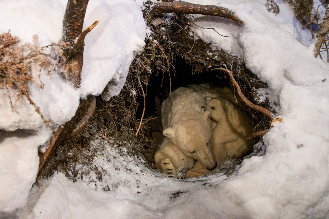 A diorama of a polar bear den with the woolen bears!