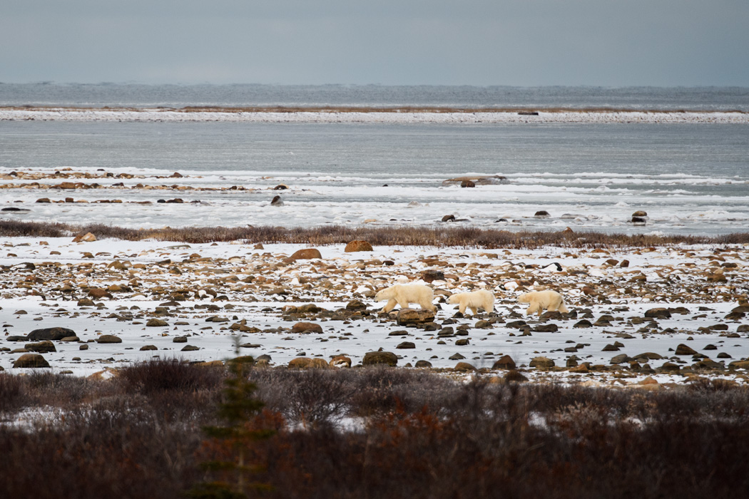  A female moves her cubs quickly along the shore to avoid a large male behind her.
