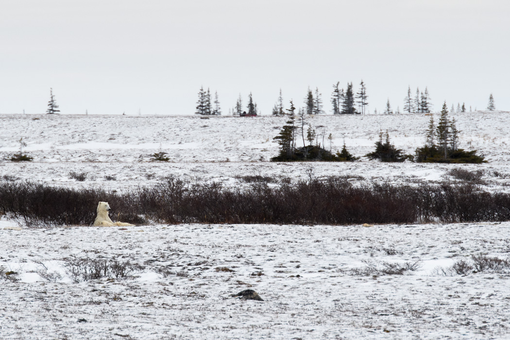Female bear nursing her cubs