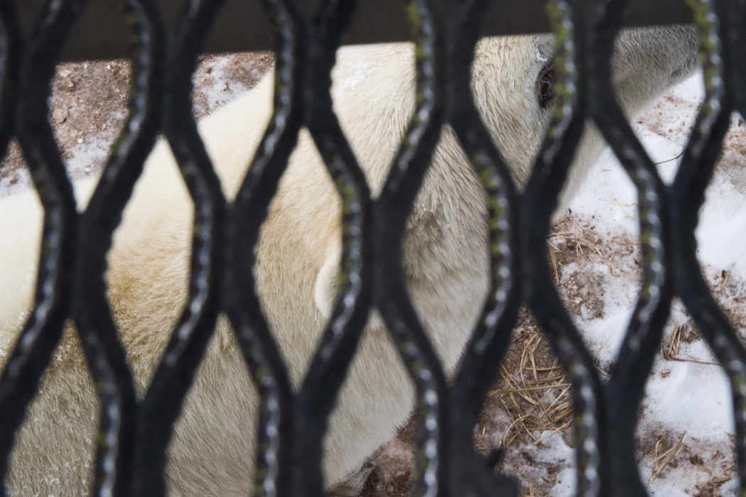 The bear walked right under the platform on the rover.
