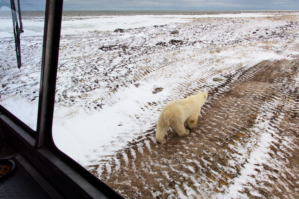Bored with us, even though we could have watched her all day, the bear, moved on