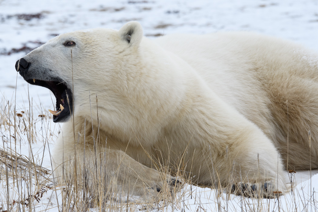A big yawn...