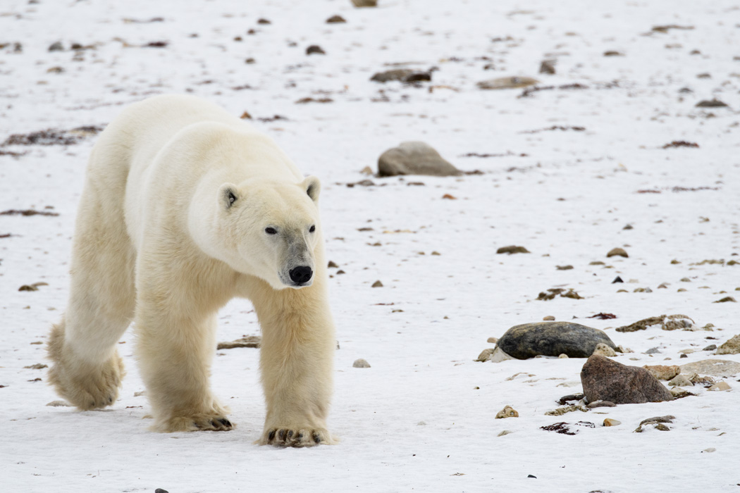 A large male bear on the move, walked right by our rover.