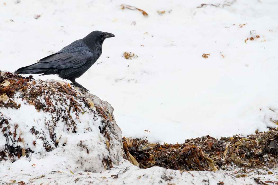 A raven picks through kelp looking for food.