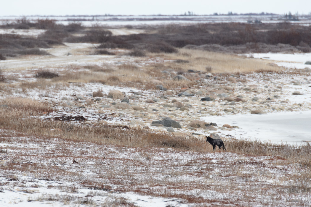 A silver fox- distinguished by the white tip on it's tail (not visible here) can be a variety of colors. They are easier to spot because they move so quickly and often their color contrasts with the environment. 