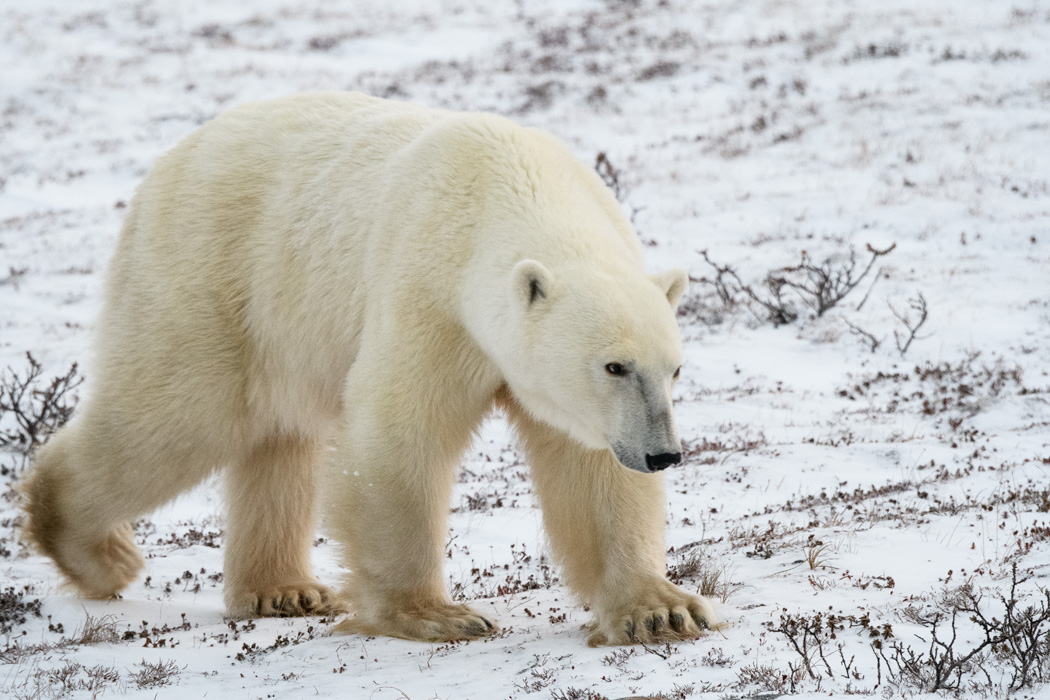 Mama Bear follows her curious cubs across the tundra towards our rover.