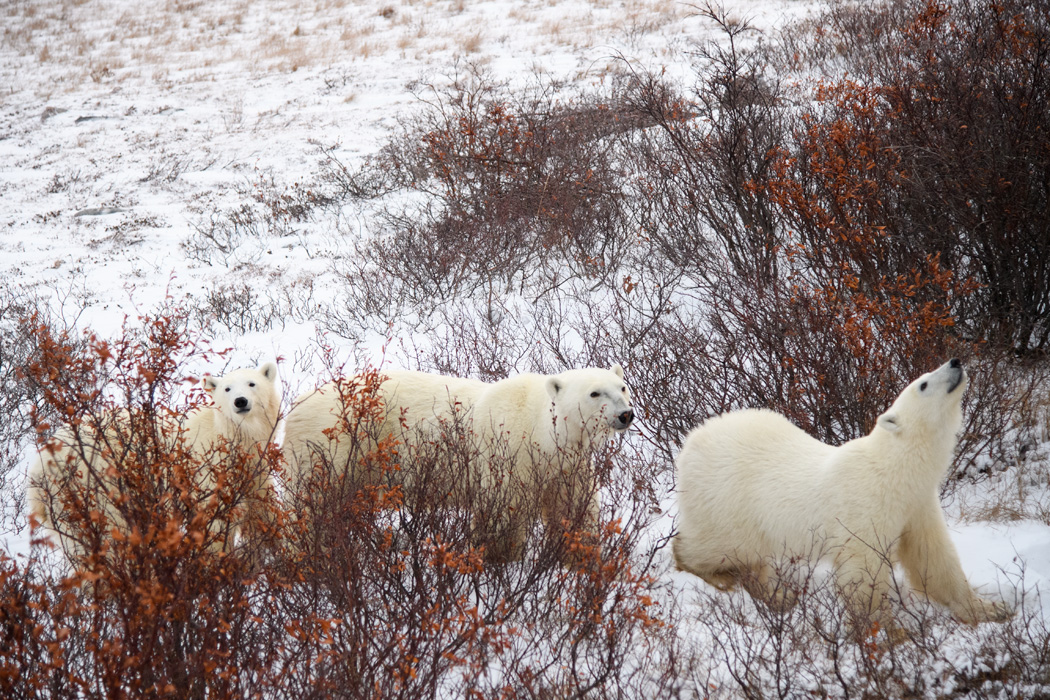 Mama bear and the girls give the rovers filled with tourists a good sniff.