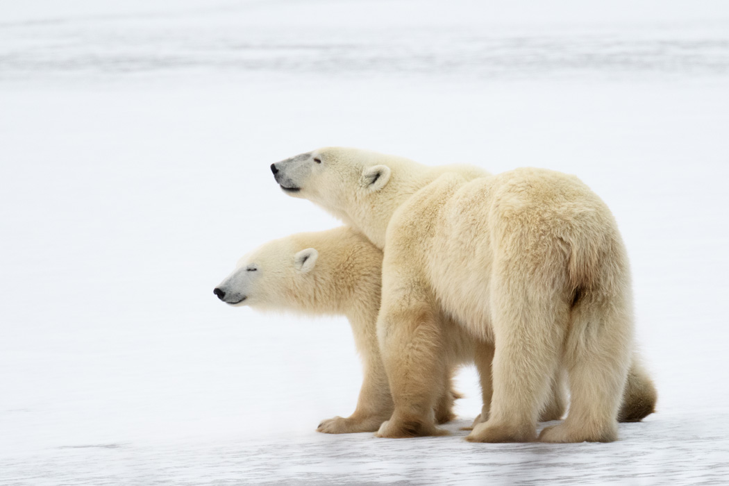 After using all the energy to explore, the cubs rested on the ice.