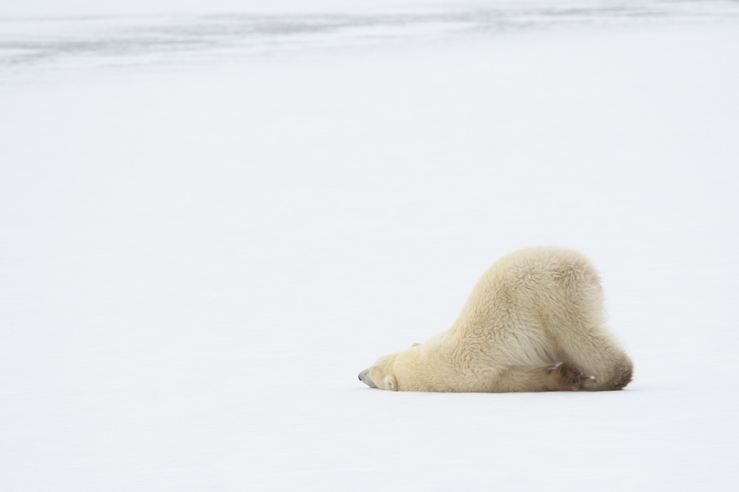 The brave cub cooling down on the ice after their long walk!