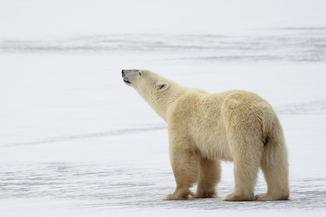 Mamma bear led the way, sniffing the way ahead for safety and waiting patiently for her cubs to follow despite their wanting to "do their own thing"