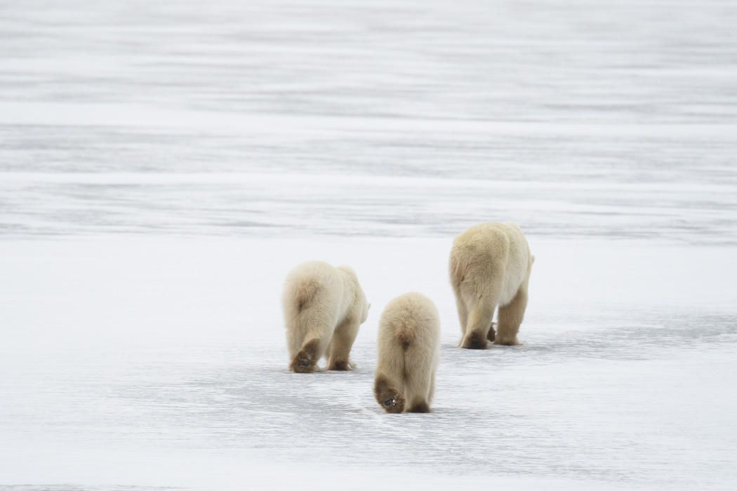 Finally, her cubs hustled up and they padded off together across the frozen pond!