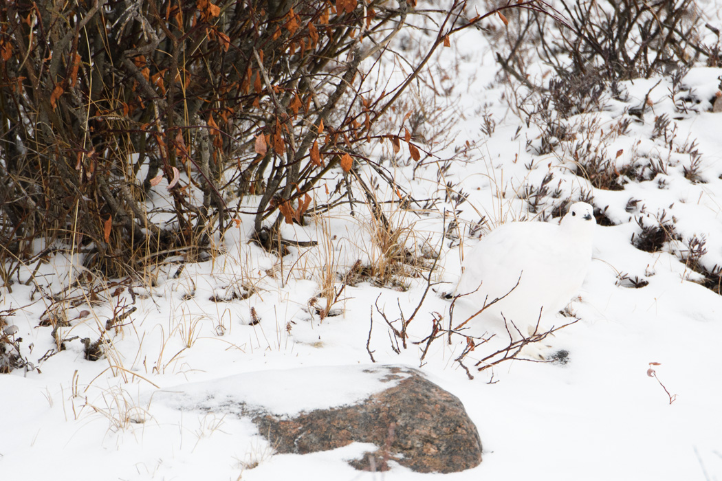 Can you spot the animal? A ptarmigan is barely visible in the snow!