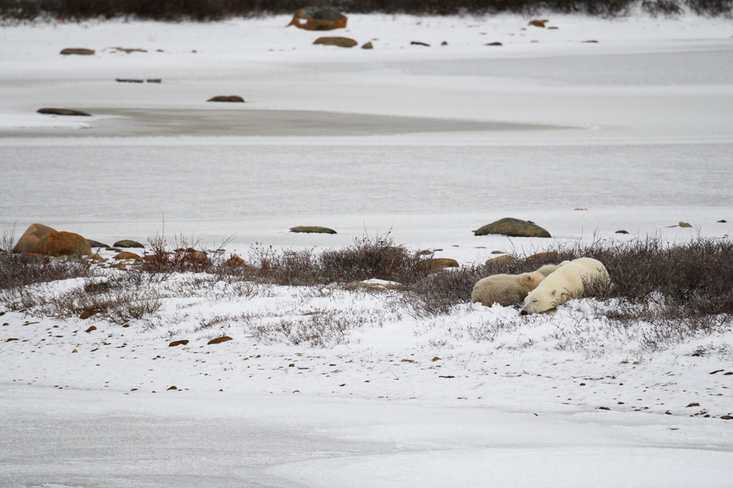 Looking quite a lot like the rocks studding the lake shore, a mother bear and her two cubs of the year rested soundly on a little peninsula of willows.