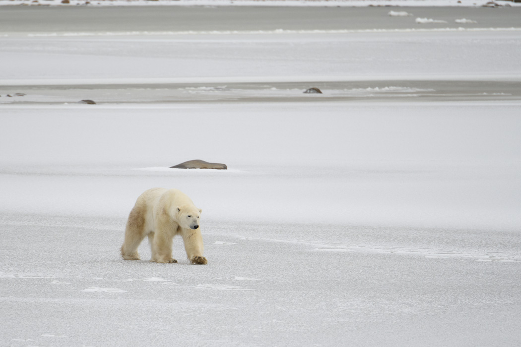 He gets a sniff of the female bear and her cubs and starts to change his course to head towards her and the young cubs