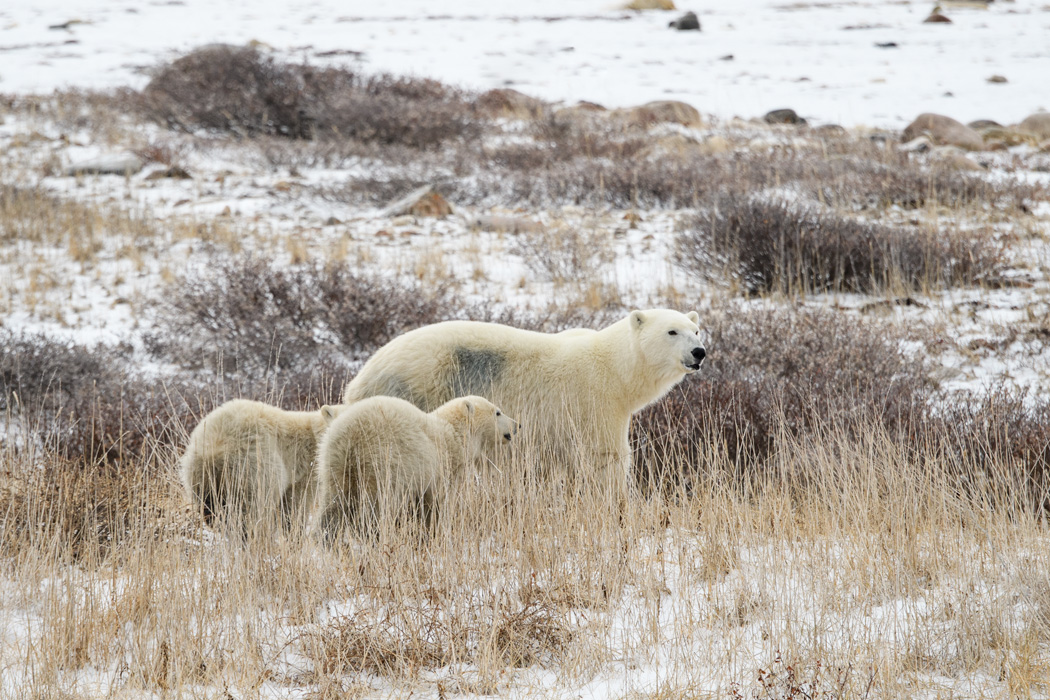 The mother and her young cubs moved off towards the shore.