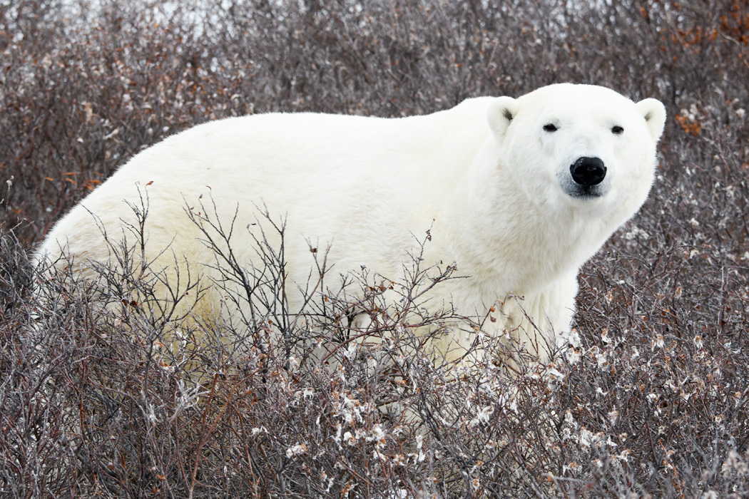Tired of the chase, the big male rests in the willows.
