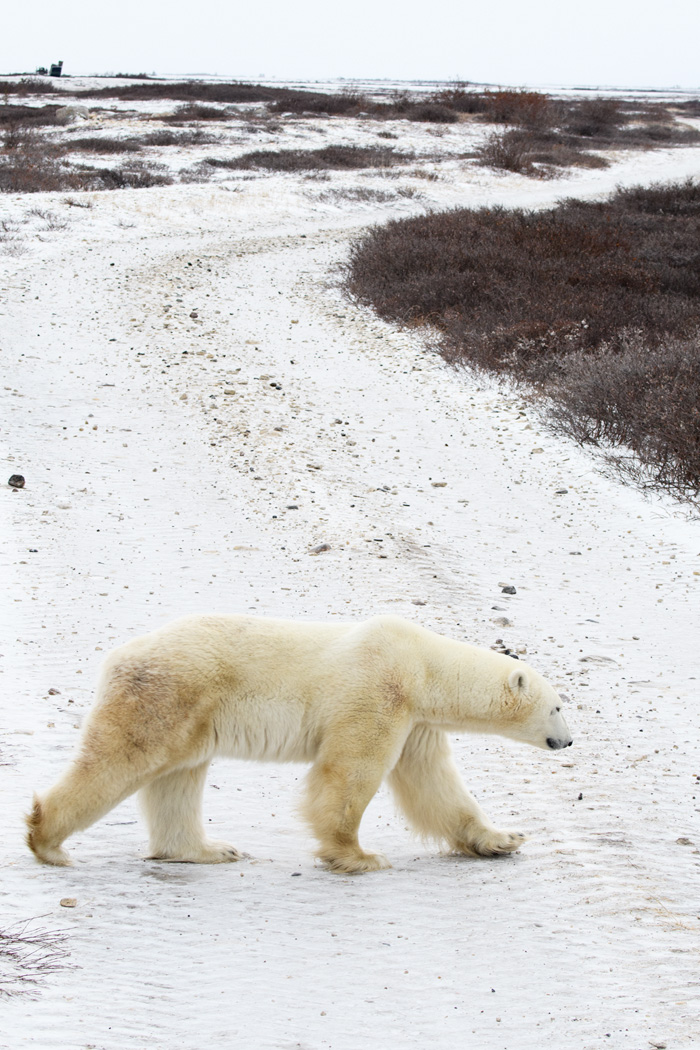 The big male bear also passed right behind us with a great view from our viewing platform.