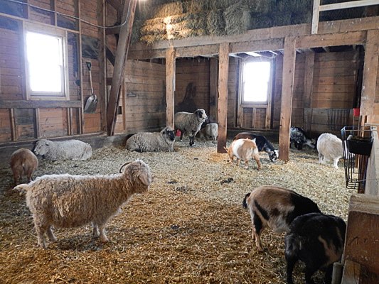 A petting barn full of domesticated animals is the site for farming activities at the resort.