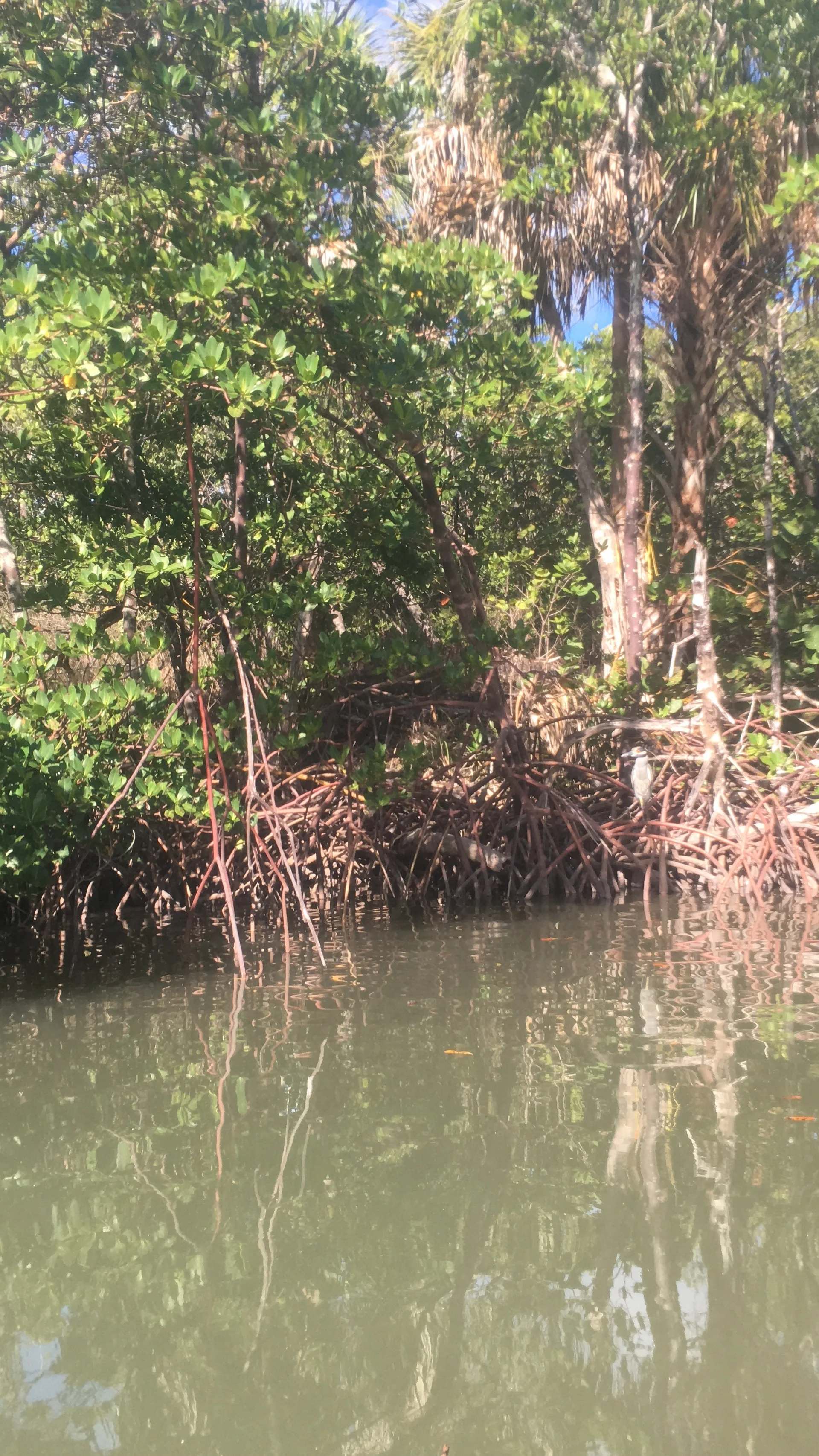 A heron sits in the mangroves, keeping an eye on me as I glide in its direction on my kayak.