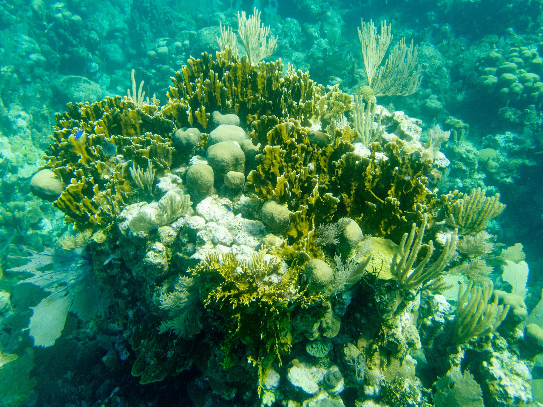 The coral in this area was incredible; very colorful and varied with many different kinds of coral growing in the ocean along the MesoAmerican Reef. 