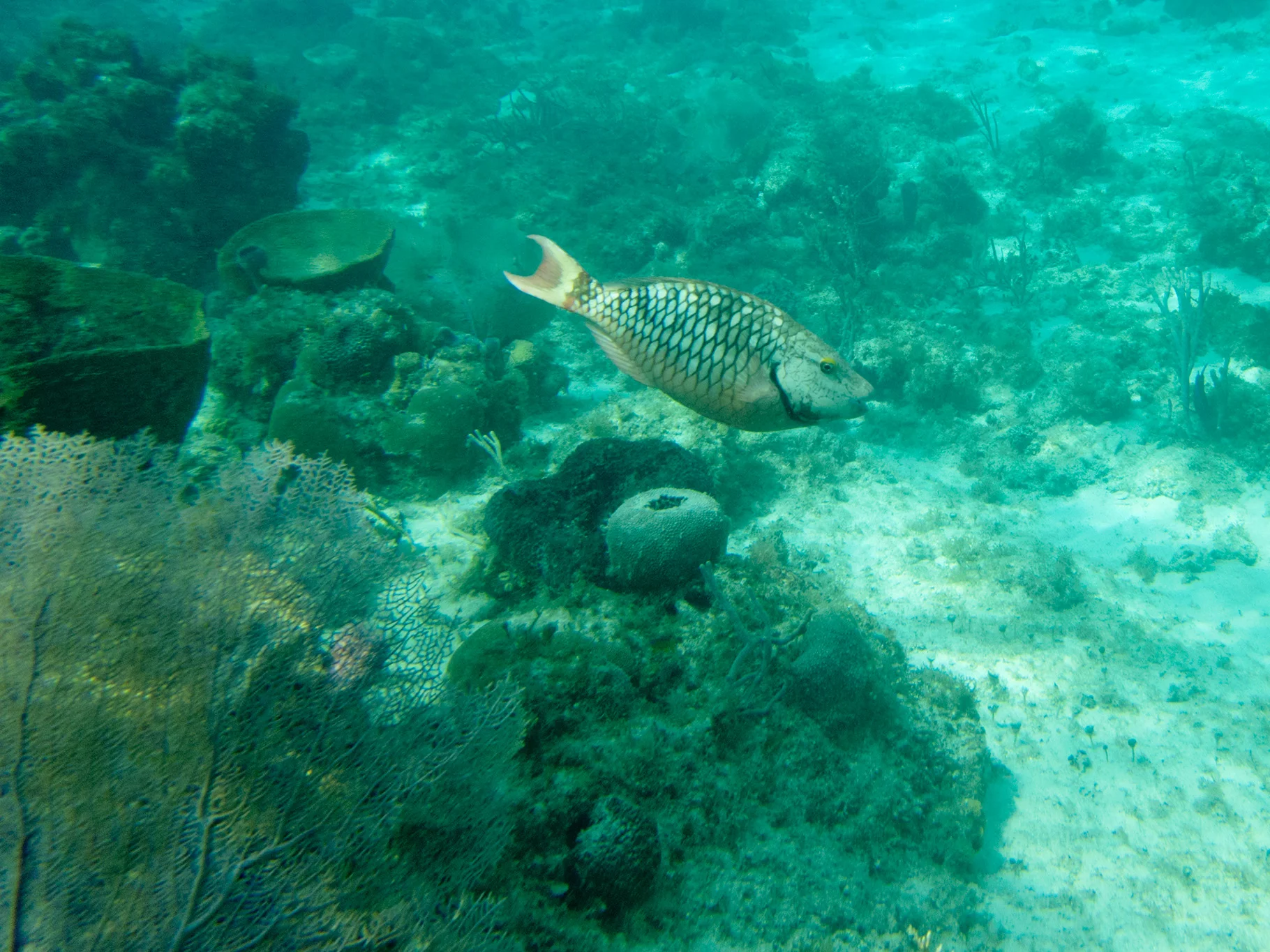 A beautiful, huge parrot fish