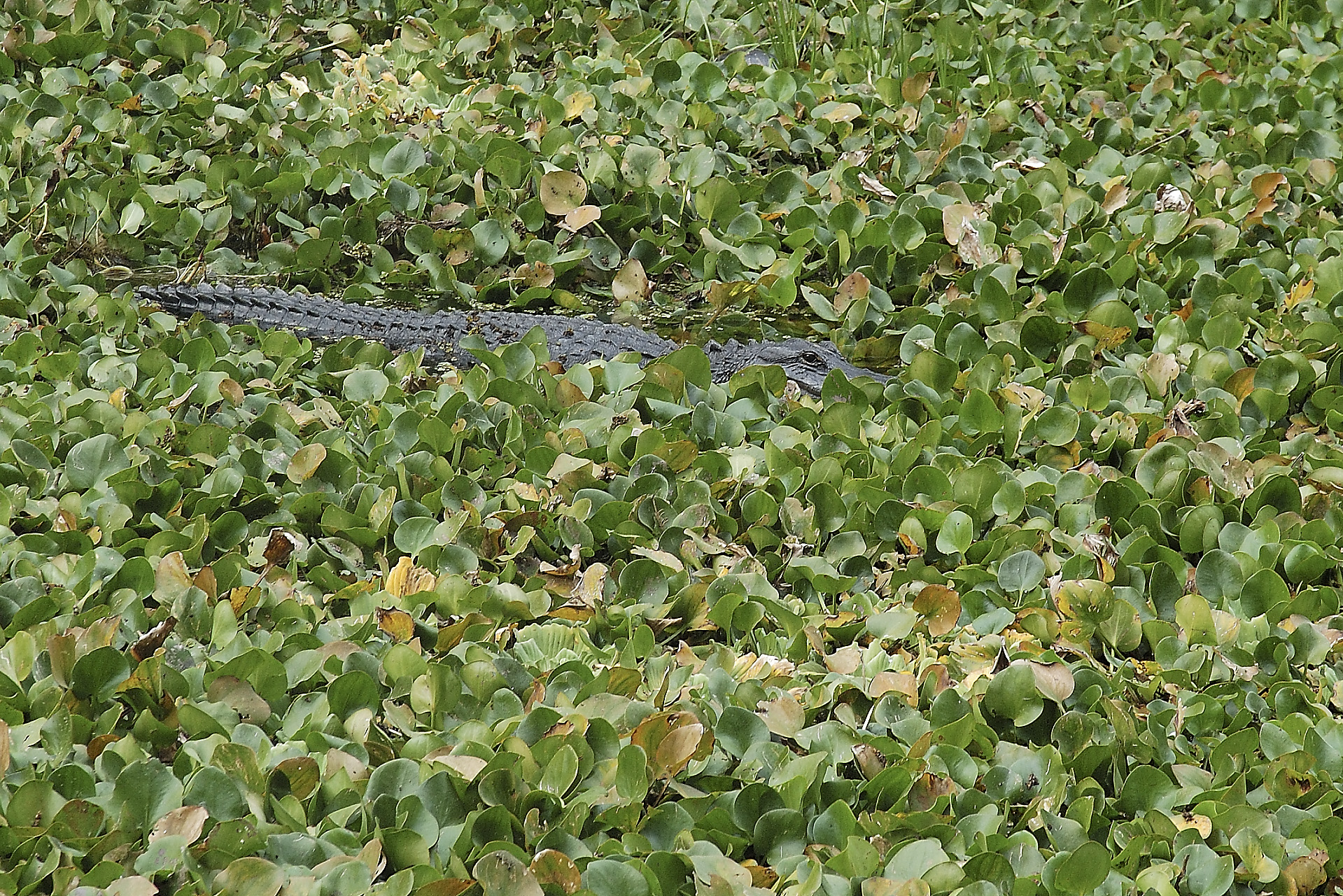 I often recommend adding a ships excursion to the Everglades National Park and airport transfer for foreign visitors with late flights from southern FL. 