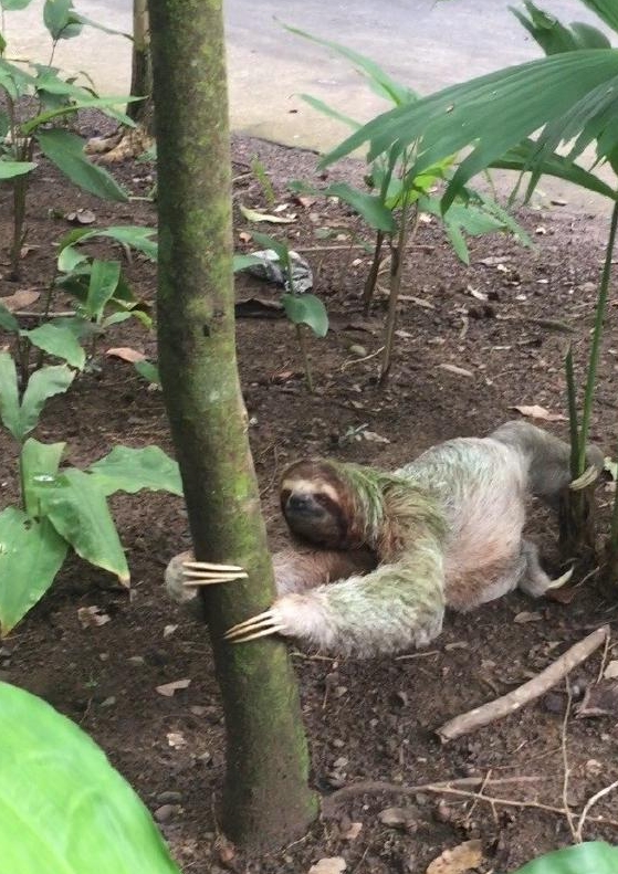 Marianne's son spotted something rarely seen, a sloth headed to the ground, which they do to defecate. 