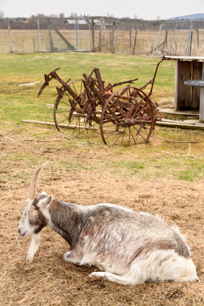 There are a few small animals to enjoy watching at the farm. An enterprising local farmer offers hay rides with a draft horse for $1 a child. 
