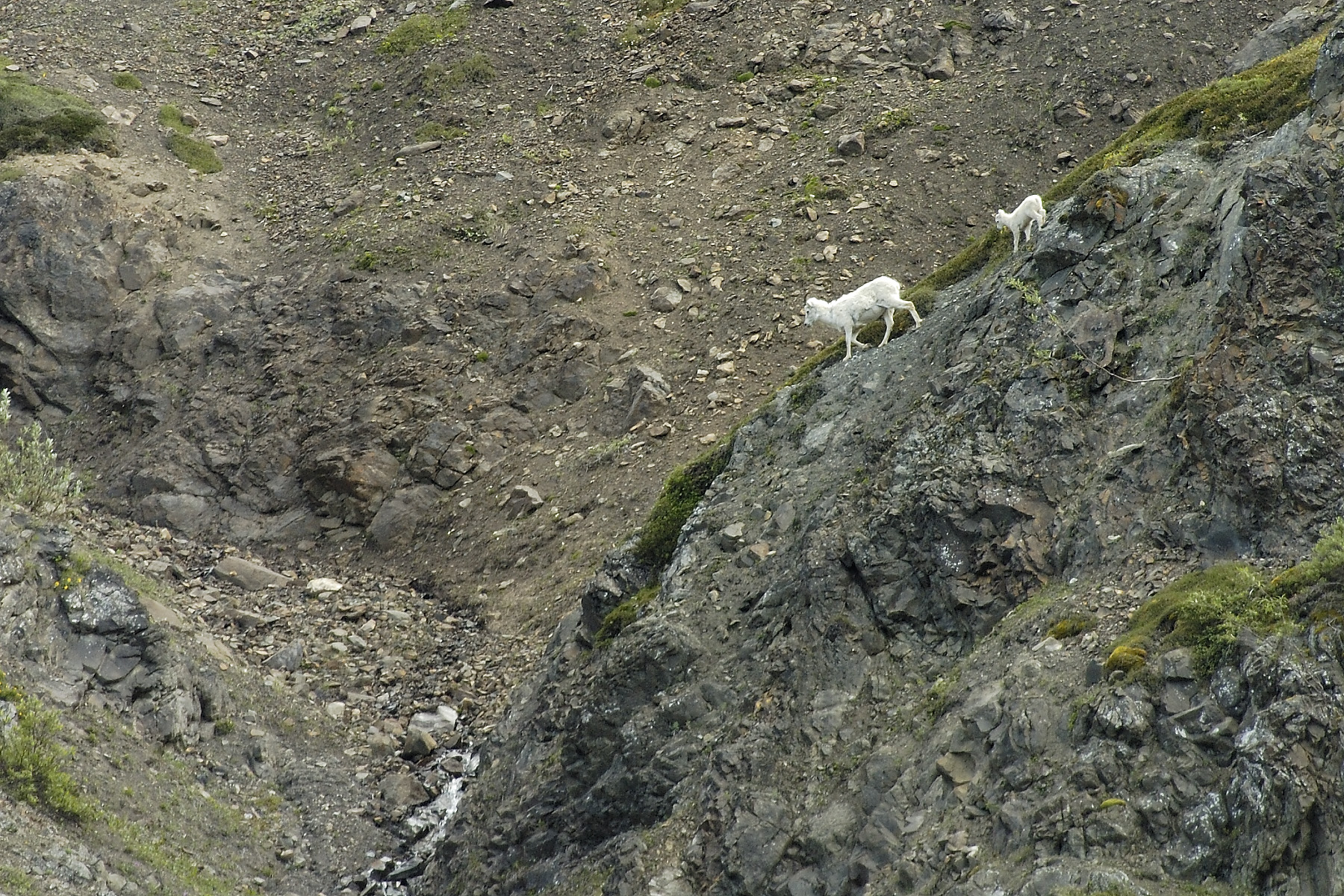 Like this Dahl sheep in Denali National Park, my adventurous brothers likes to hit the trail wit his "kids", and on and off the mountain, he will do all the leg work himself!