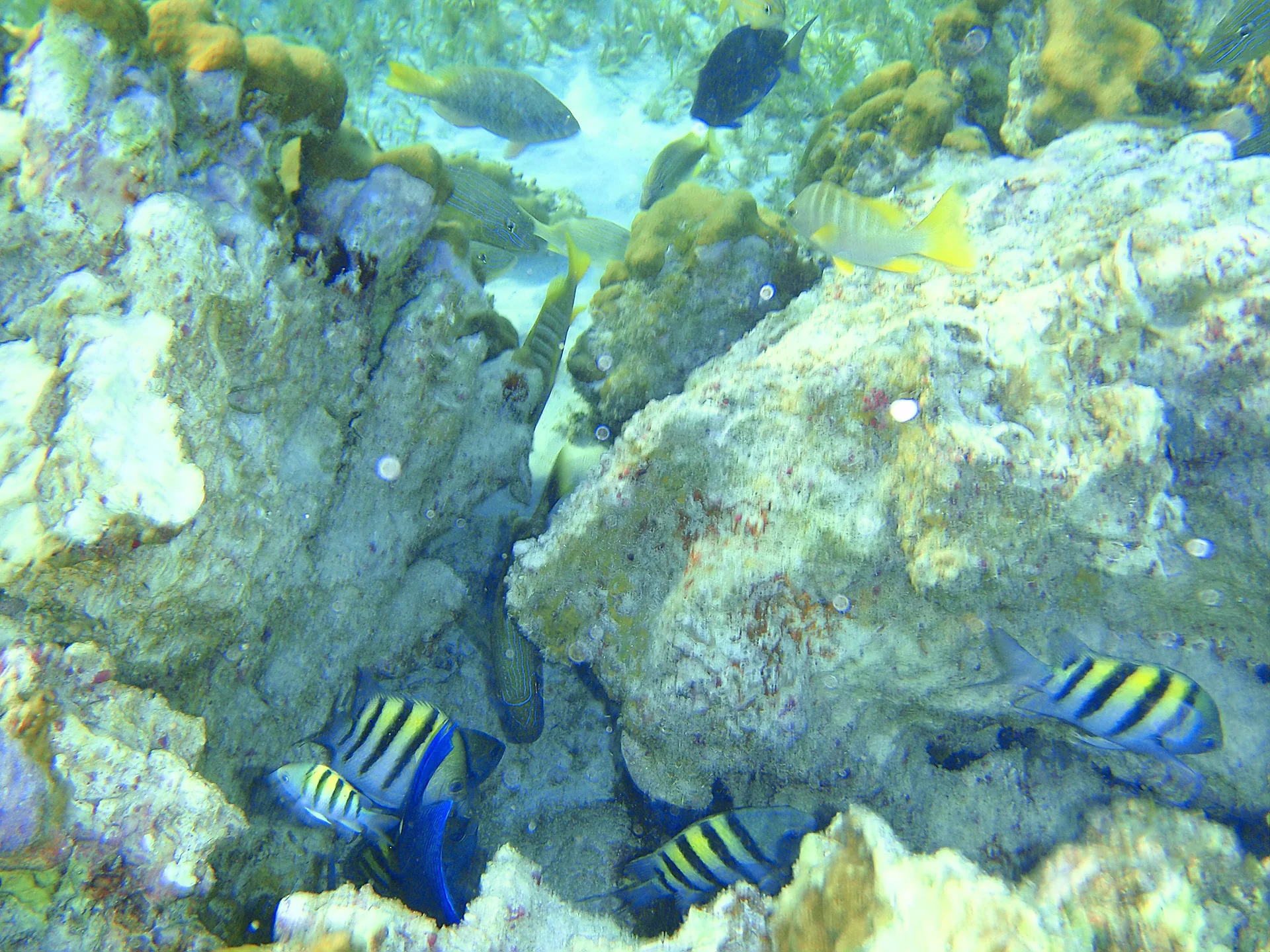 Grand Cayman Snorkeling, a popular stop for many Western Caribbean Cruises