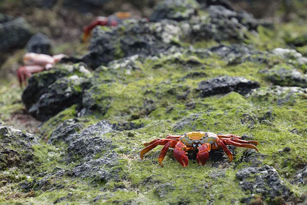 Time for a bucket list trip? The Sally Lightfoot crab welcomes visitors to the Galapagos Islands