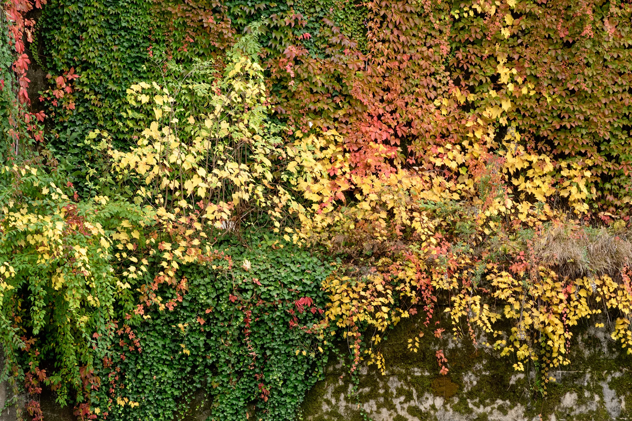 Foliage lines the walls of the Ljubljana Castle. The castle with historic origins, is a very steep walk, and many tours don't include it because it has been almost completely remodeled with very little original sections. It serves as a very busy civic center today, and is free to climb up and enjoy the views over the city