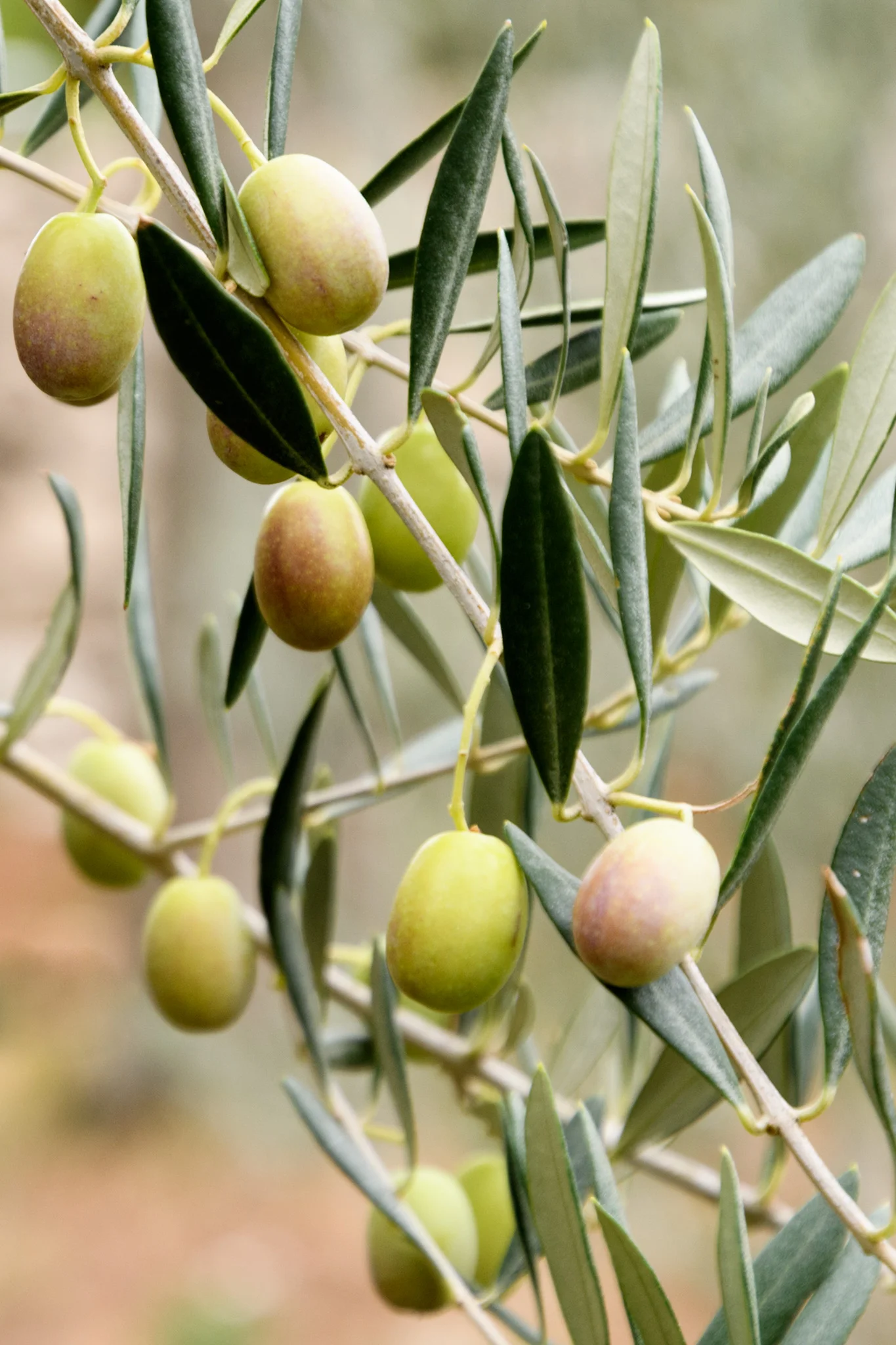 The trail along the beach also has a small demonstration garden of local agricultural products including these olives! I never knew that both green and black olives grow on the same tree, the only difference is the level of ripeness!