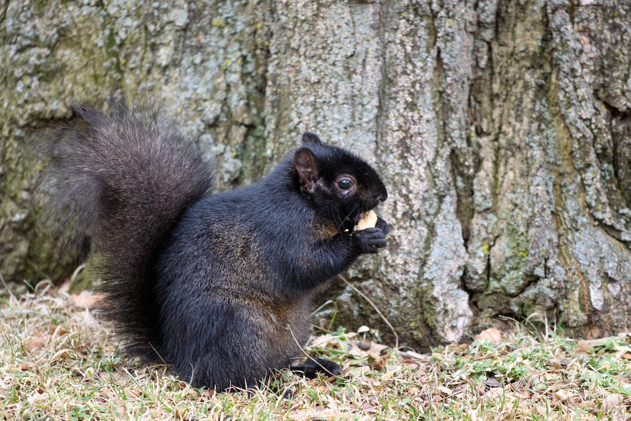 A little black squirrel, on an unseasonably warm Sunday in Montreal, getting ready for cooler days ahead!