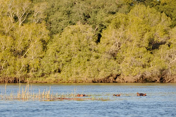Hippos visible only by their ears as they walk along the river bottom of the Zambezi