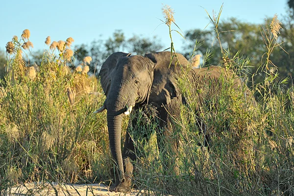 A big old bull came to the shore as we motored by in the boat. Later, when we landed on shore during a beautiful sunset sun downer (snacks and drinks set out to enjoy the sunset) a whole herd of elephants attracted by the snacks set out, started heading toward the tables and chairs Toka Leya Staff had set up. Our guides quickly ushered us safely back to the boats and we watched from the water as the elephants used their trunks to carefully eat all the snacks meant for us without knocking over a table or breaking a dish!!