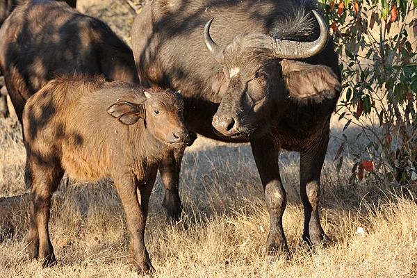 A cape buffalo and calf