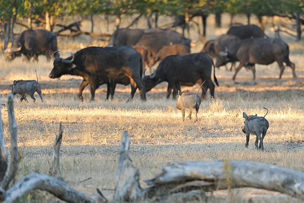 Cape Buffalo and warthog grazing together