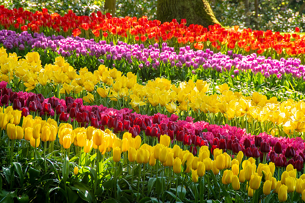 A variety of tulip heights create a colorful border along the paths