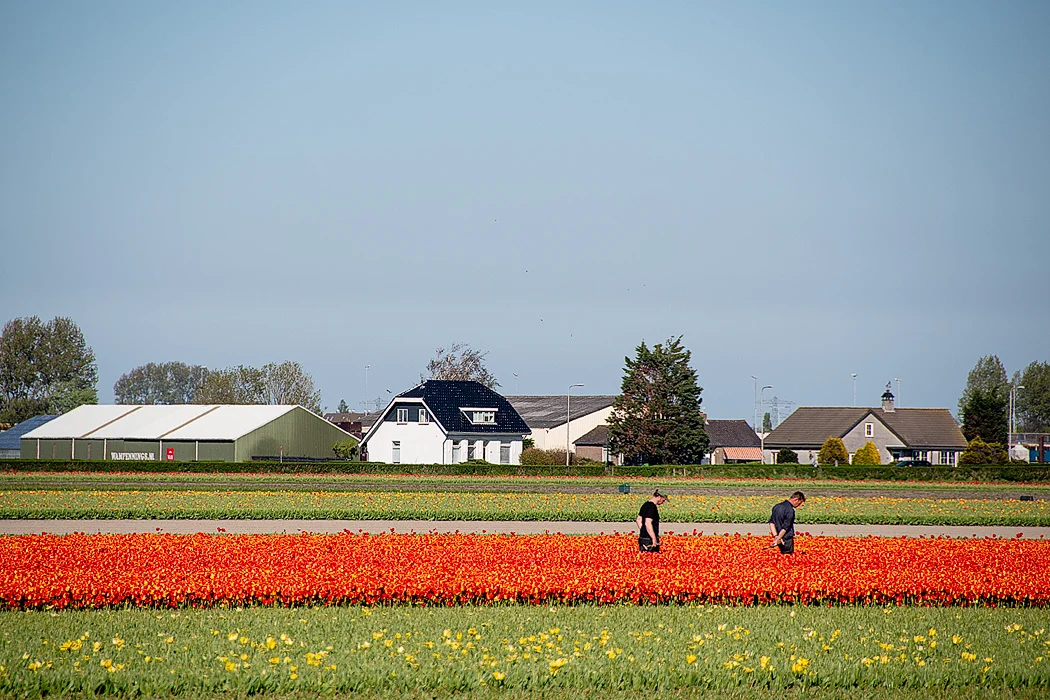 On the way out to Keukenhof, you'll pass flower fields where the bulbs are grown for harvest. Here a couple of workers inspect flowers to ensure the flower bulbs to be harvested will be perfect.