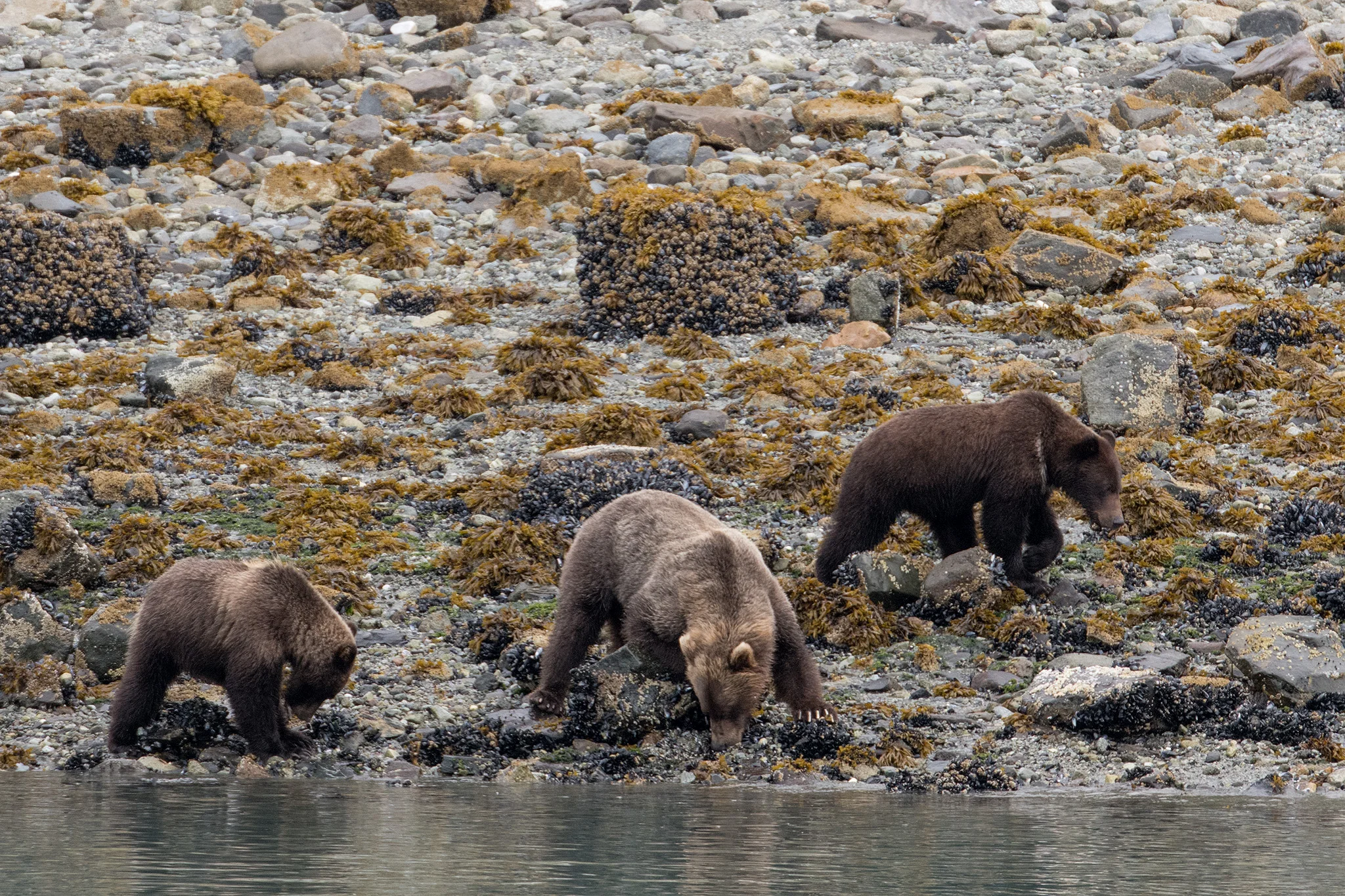 A brown bear mother and cubs looking for food under the rocks along the shore.