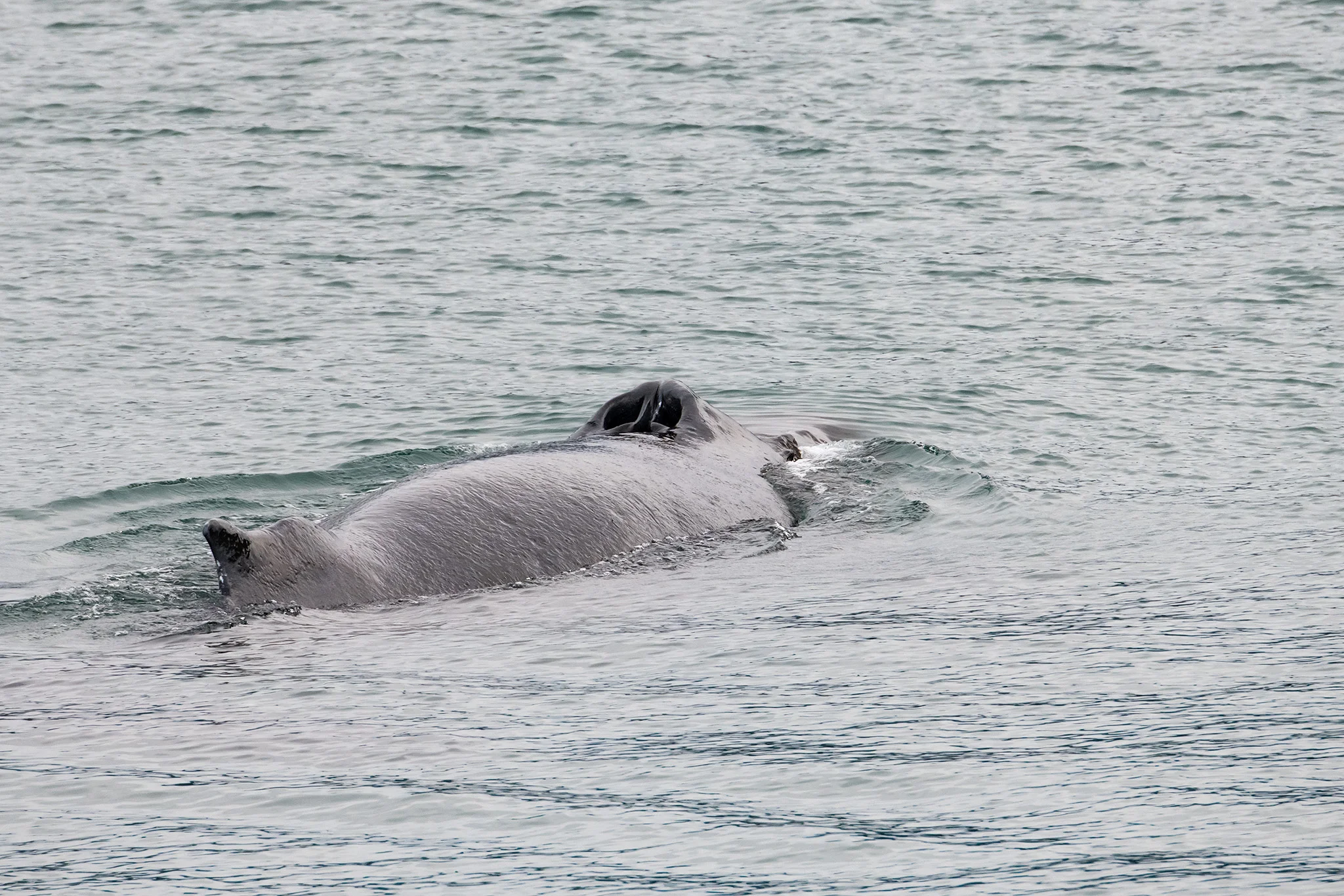 The whale spotted after Kelp Bay, was sleepy and camera shy. We could only see it spout occasionally from its blow holes, like this humpback we saw the next day in Port Frederick