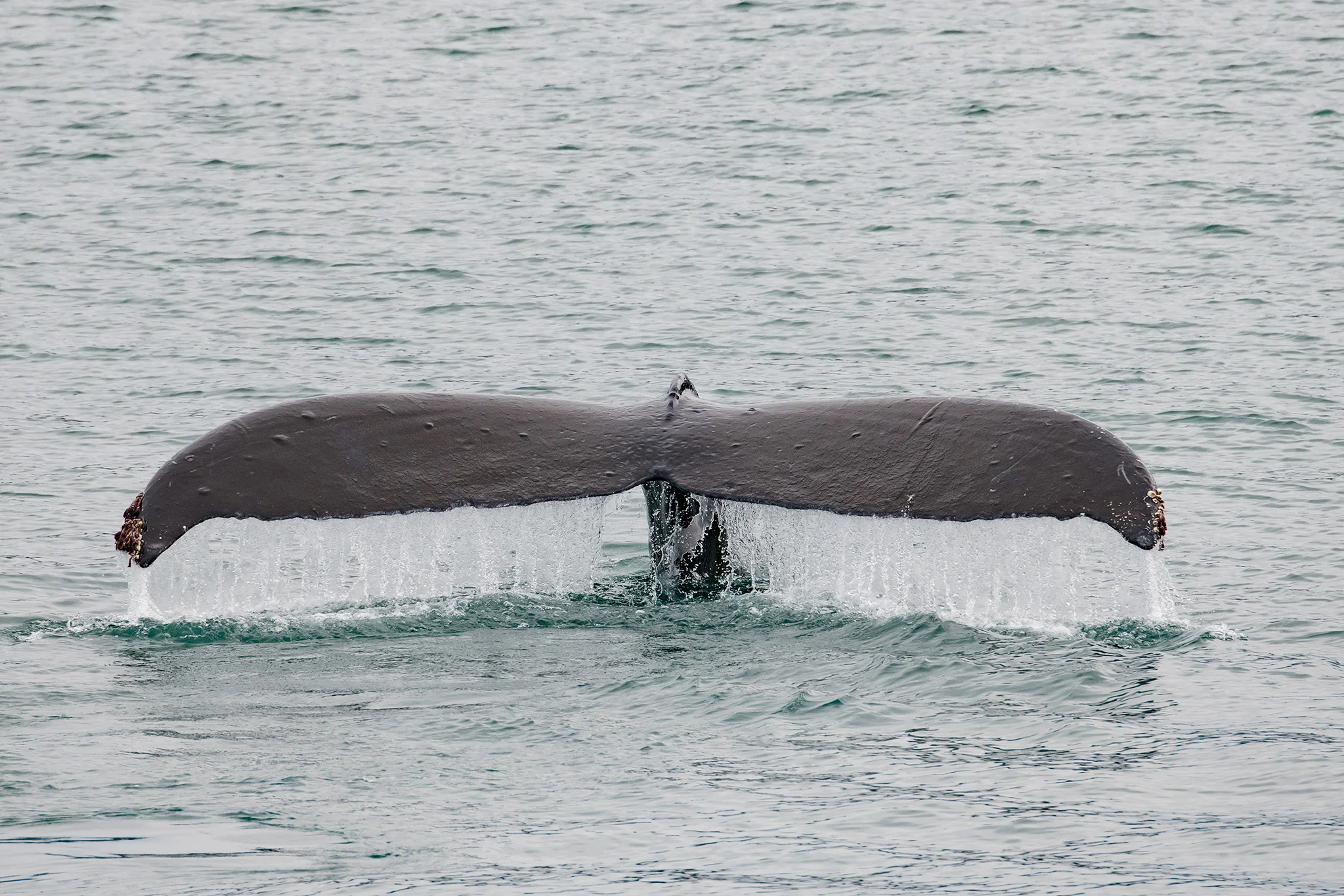 Humpback fluke