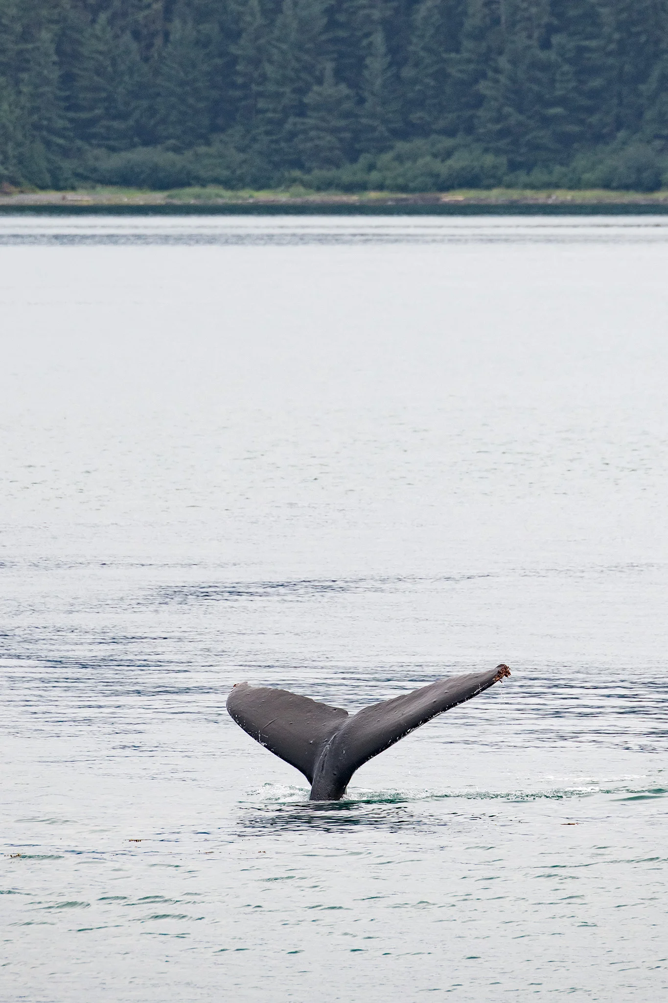 Humpback