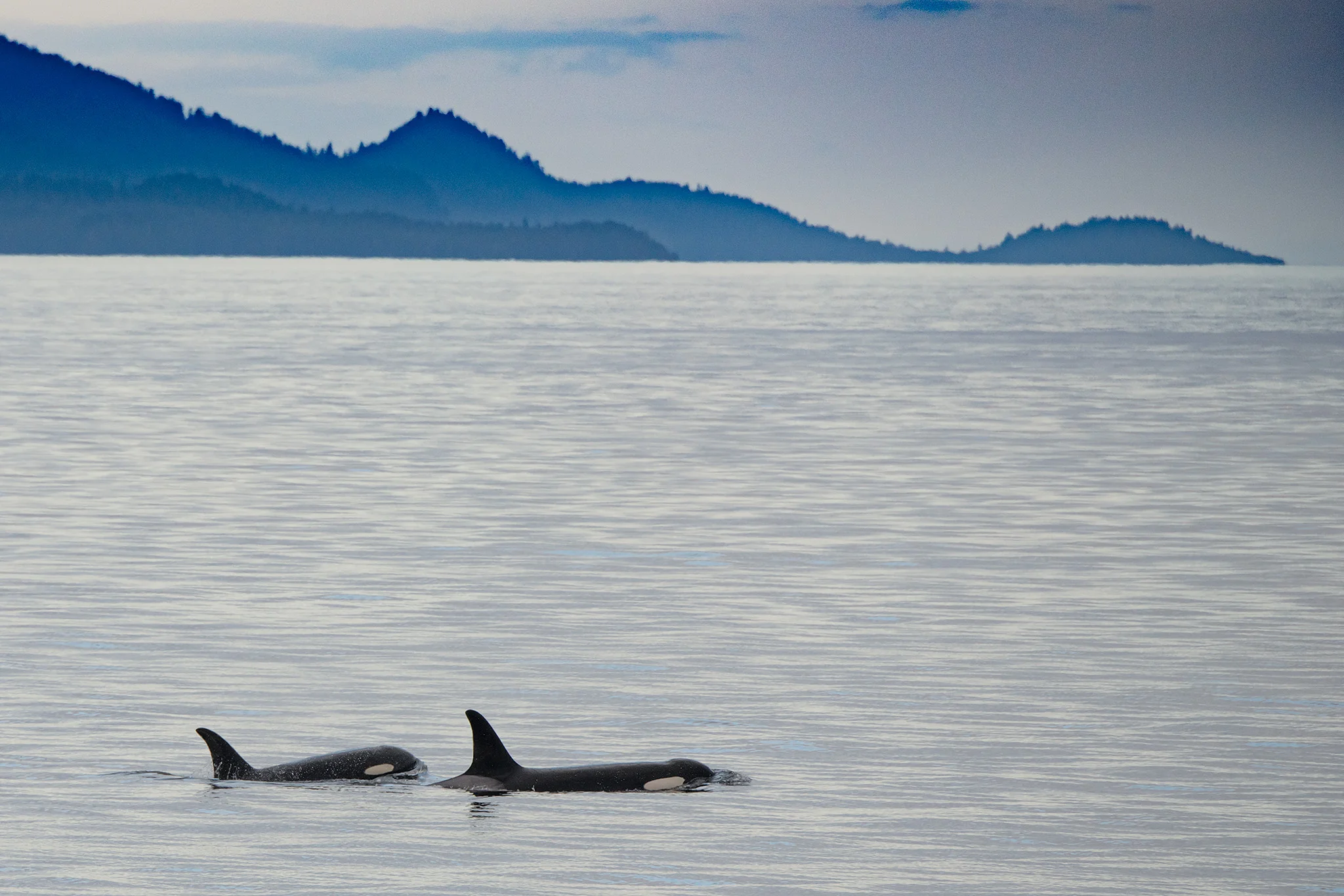 Orca, likely mother and calf