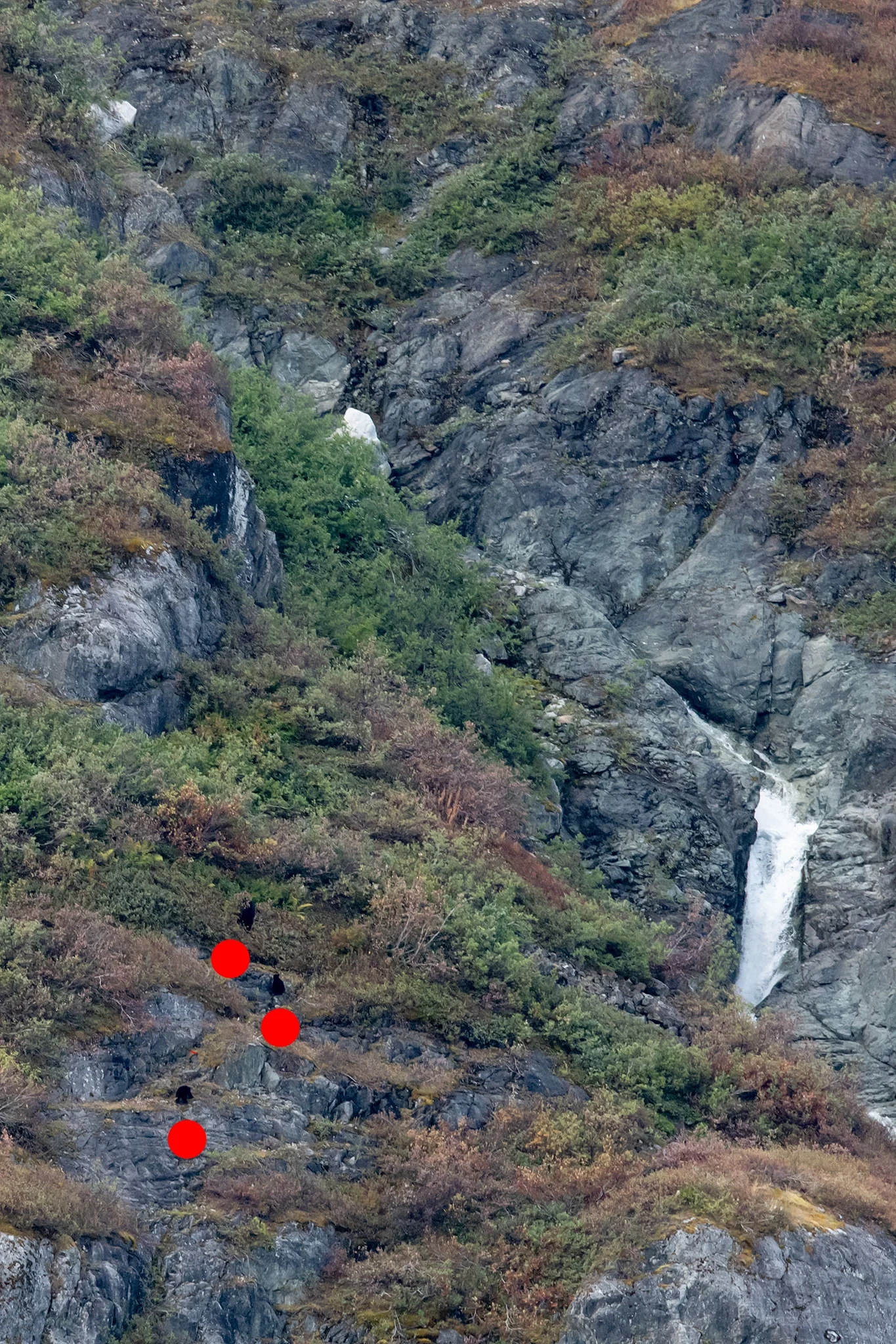 Zooming in: Our captain moved the ship in a little closer. To get an idea of how carefully you have to look for wildlife, here are the black bear we saw. We were really looking for movement because if you look quickly, you wouldn’t notice the bears! I places a red dot under each of the three visible here, another bear is hidden in the bushes.