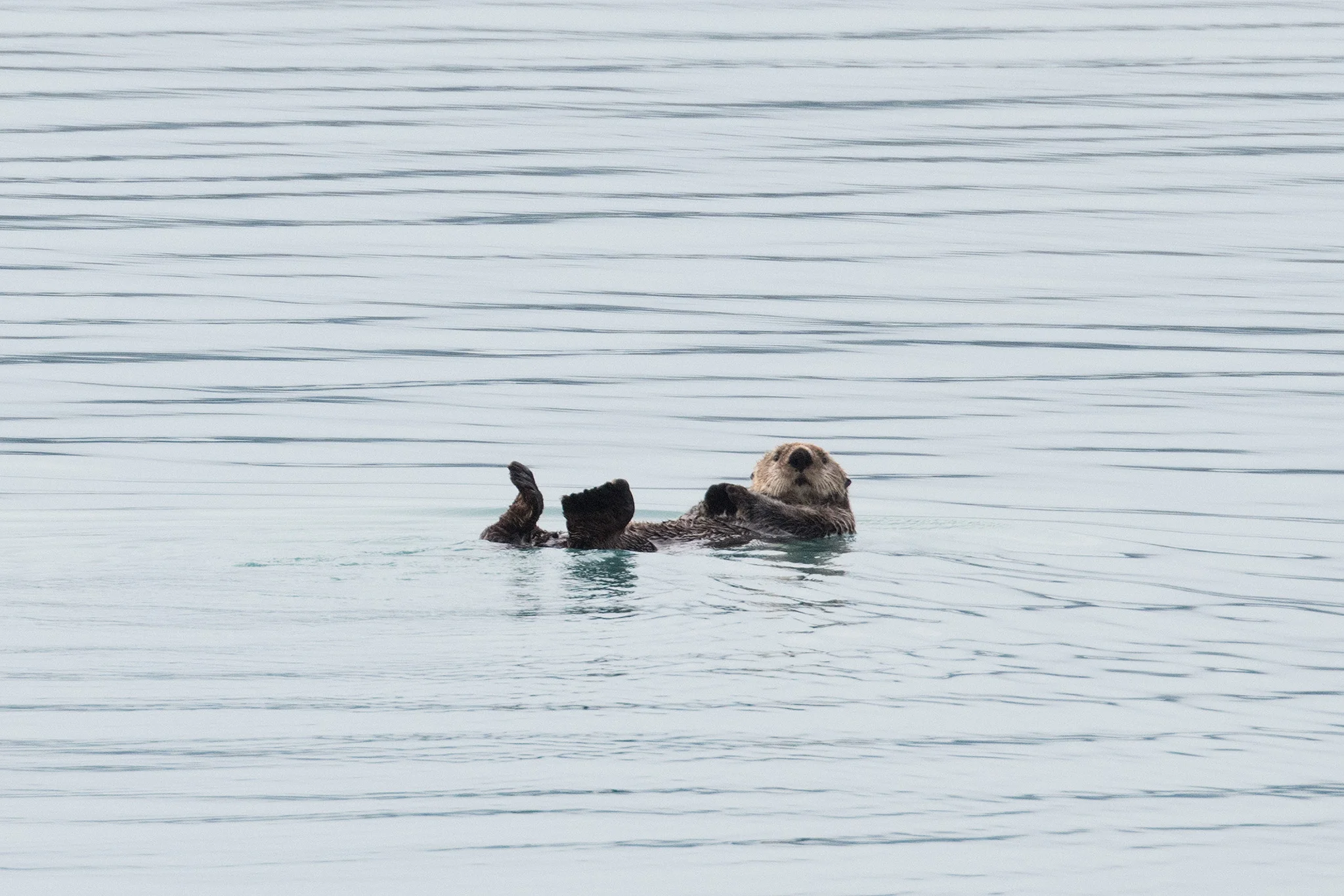 This sea otter decided he didn’t need the ice, he’d just float along on his back!