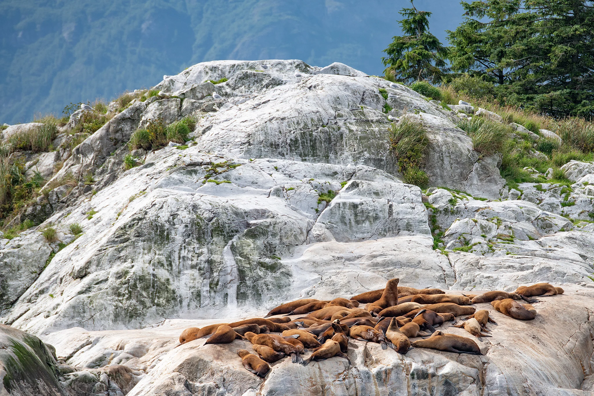 20180816 - Glacier Bay - 0876.jpg