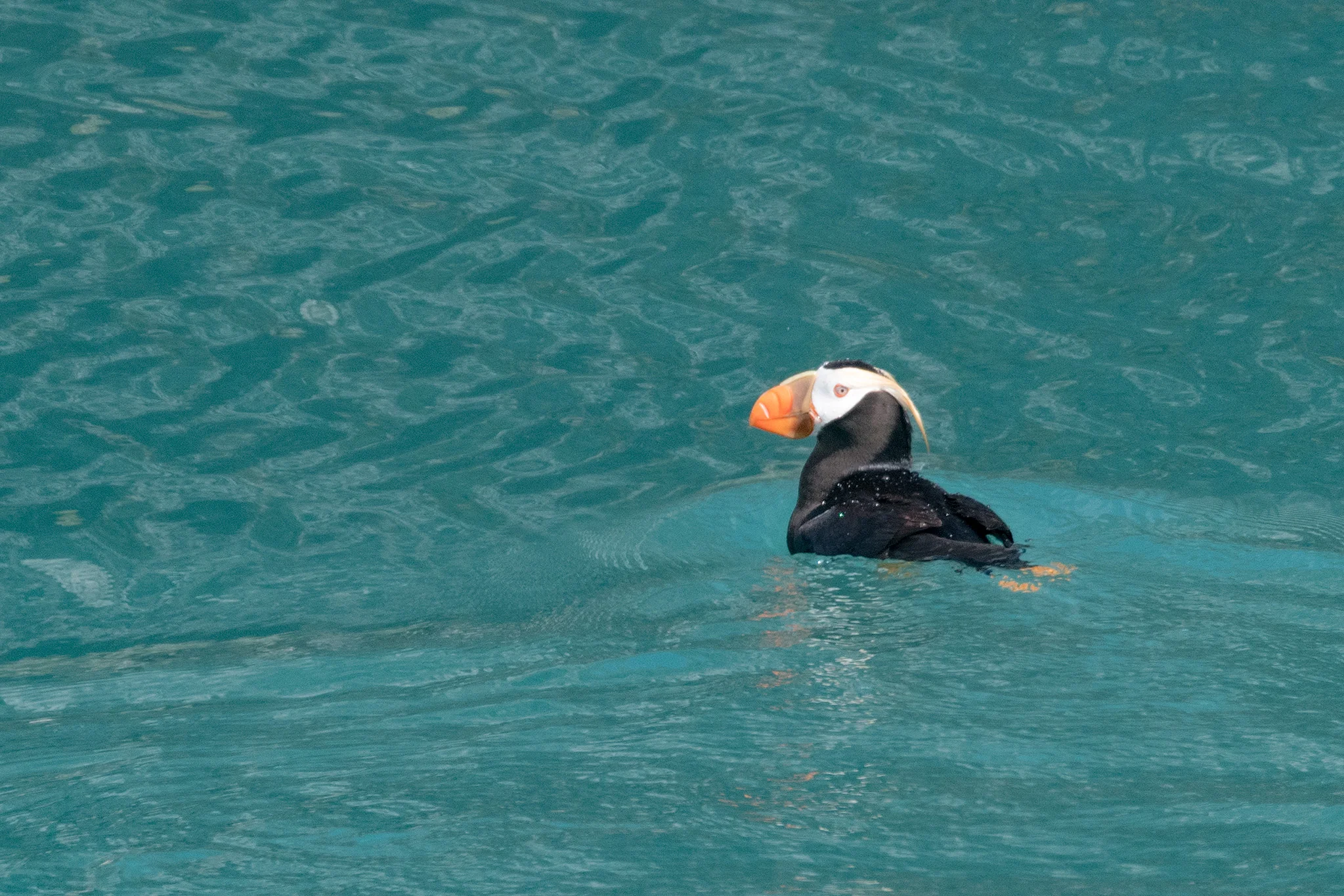 A tufted puffin